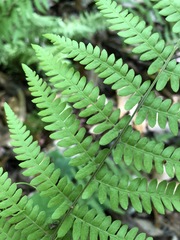 Thelypteris palustris pubescens