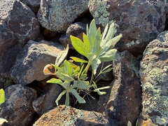 Viola trinervata, photograph (c) James H. Thomas, some rights reserved (CC BY)