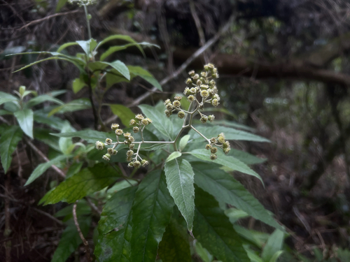 Remya kauaiensis observed 2026-05-09