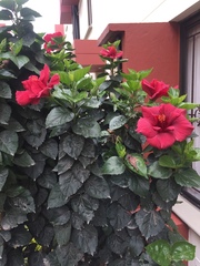 Hibiscus rosa-sinensis