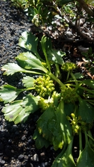 Azorella diversifolia