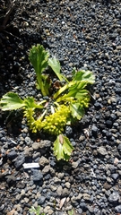 Azorella diversifolia