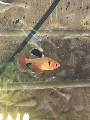 Hyphessobrycon eques