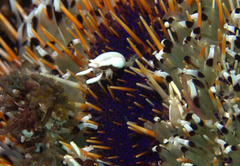 Gnathophylloides mineri