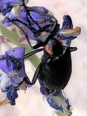 Lytta cribrata