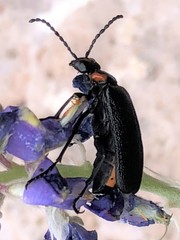 Lytta cribrata