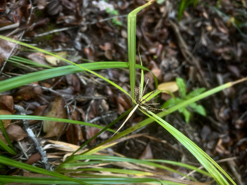 Cyperus hypochlorus observed 2026-05-09