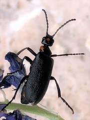 Lytta cribrata