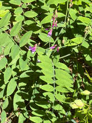 Lathyrus polyphyllus