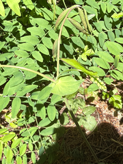 Lathyrus polyphyllus, photograph (c) Aaron Liston, some rights reserved (CC BY)