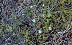 Pholistoma membranaceum