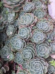 Echeveria