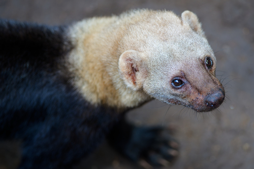 Tayra, photo 3 of 9