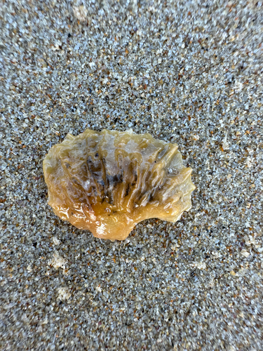 Anomia trigonopsis