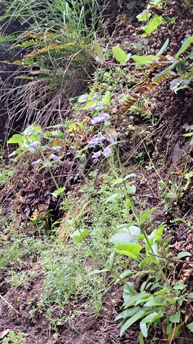 Penstemon ovatus, photograph 5