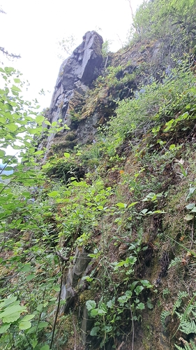 Penstemon ovatus, photograph 6