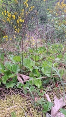 Heuchera chlorantha, photograph author not stated, no rights reserved