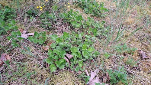Heuchera chlorantha, photograph 5