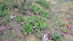 Heuchera chlorantha, photograph author not stated, no rights reserved