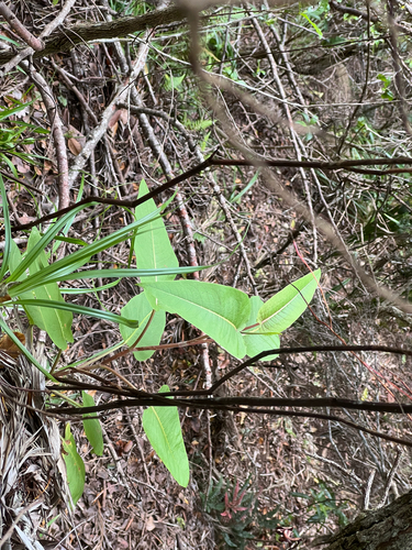 Rumex albescens observed 2026-05-09