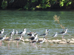 Himantopus mexicanus