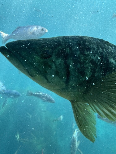 Paralabrax clathratus