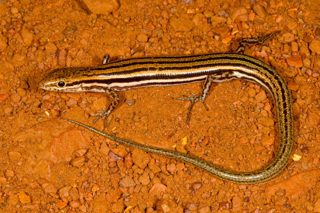 Lined Soil-Crevis Skink