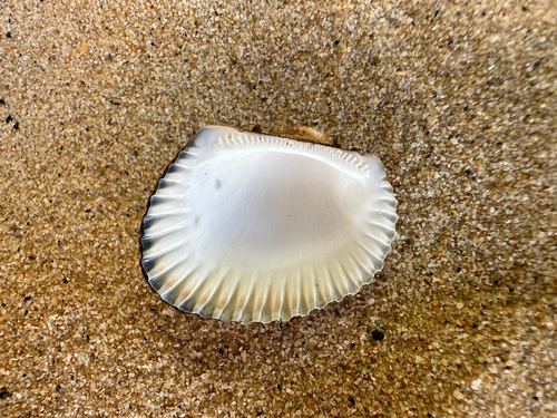 Anadara trapezia