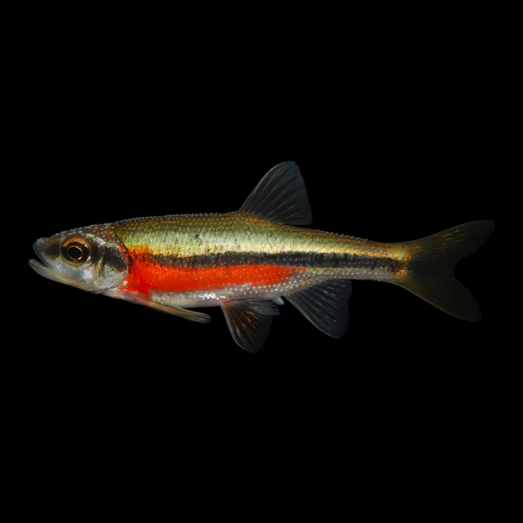 Rosyside Dace