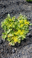 Azorella diversifolia