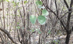 Bauhinia ramosissima