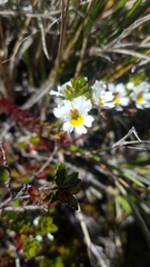 Euphrasia flavicans