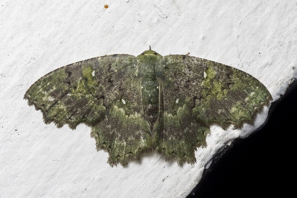 Paramaxates yazakii