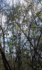 Bauhinia ramosissima