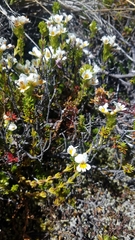 Euphrasia flavicans