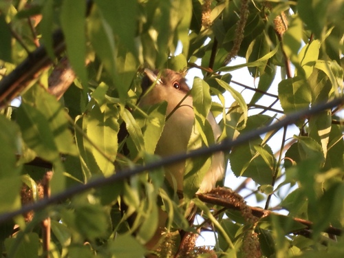 Black-billed Cuckoo observed by gradythenatureguy