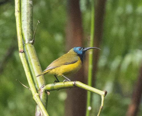 Cameroon Sunbird (Cyanomitra oritis), photo 9