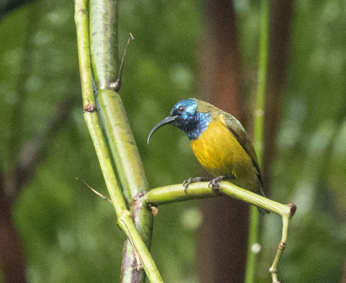 Cameroon Sunbird (Cyanomitra oritis), photo 10