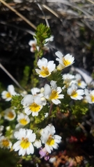 Euphrasia flavicans