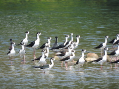 Himantopus mexicanus