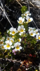 Euphrasia flavicans