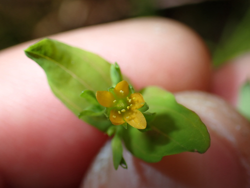 Hypericum mutilum, 2026-05-10