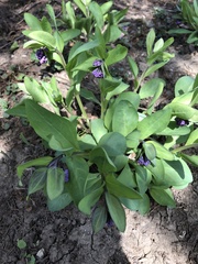 Mertensia virginica