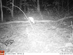 Spilogale angustifrons