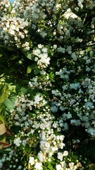 Luma apiculata