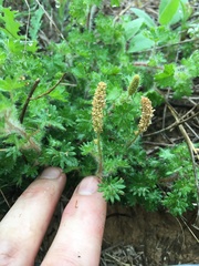 Acalypha radians