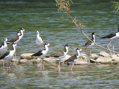 Himantopus mexicanus