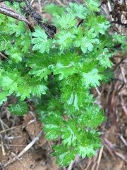 Acalypha radians