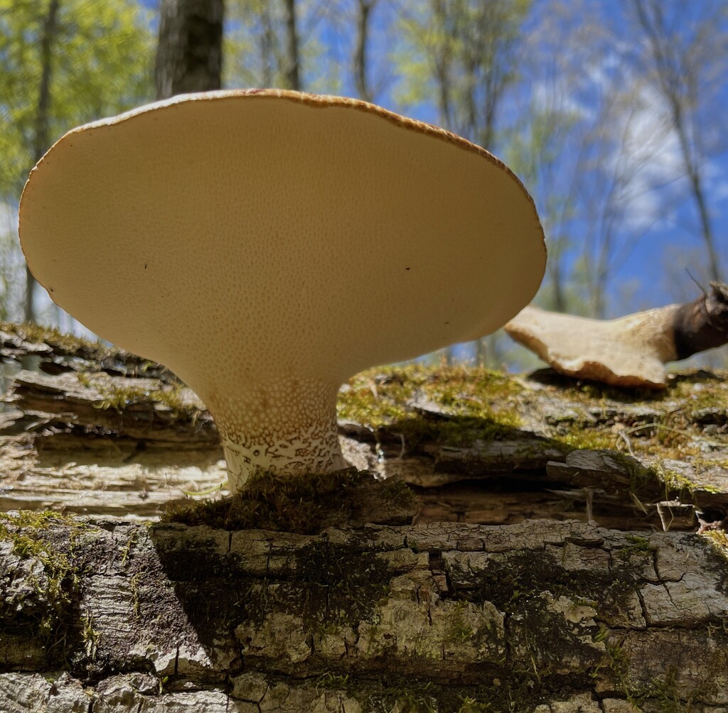 Dryad's Saddle · May 2026 · photo: Photo: (c) Henry Van T. Cotter, some rights reserved (CC BY) · iNaturalist