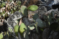 Opuntia helleri